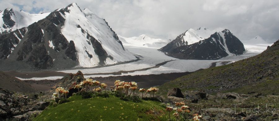 ледник Коржаневского